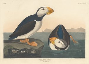 ハシビロツノメドリ、1836 年。 作： Robert Havell