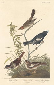 ラーク フィンチ、プレーリー フィンチ、ブラウン ソング スパロー、1837 年。 作： Robert Havell