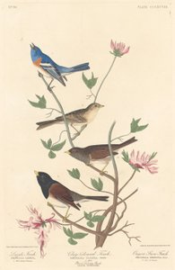 ラズリ フィンチ、クレイカラー フィンチ、オレゴン スノー フィンチ、1837 年。