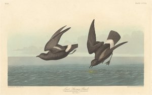 嵐の少ないミズナギドリ、1836 年。