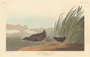 最小水鶏、1836 年。 作： Robert Havell