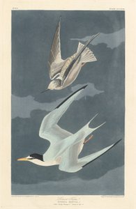 レッサー アジサシ、1836 年。