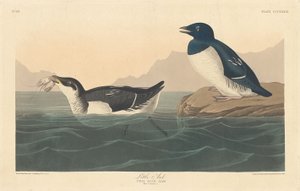 リトルオーク、1836年。