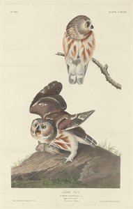 コキンメフクロウ、1834年。 作： Robert Havell