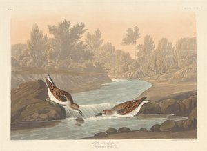 小さなサンドパイパー、1836年。 作： Robert Havell