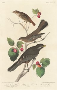 小さな黄褐色ツグミ、1838 年。 作： Robert Havell
