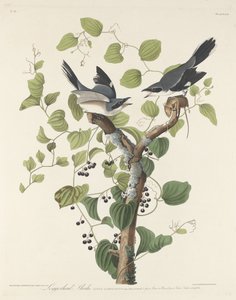 アカウミガメ、1829年。