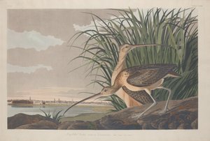 ハシビロコウ、1834 年。 作： Robert Havell