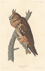 ミミズク、1837年。
