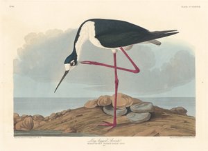 Long-legged Avocet, 1836.    1153969   ja       japanese Successfully Translated  Original: Staircase Translat: Staircase 1300717 ja japanese Successfully Translated Original: Jean Besly Translat: Jean Besly 1238220 ja japanese Successfully Translated Orig 作： Robert Havell