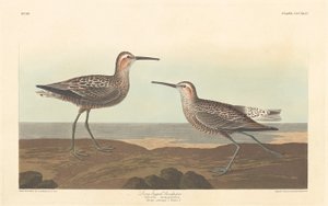 足の長いシギ、1836 年。 作： Robert Havell