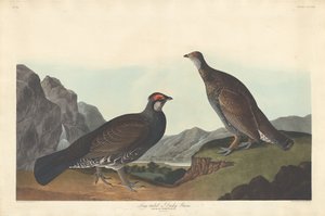 1837年、ロングテールまたはダスキーグロース。 作： Robert Havell
