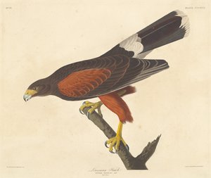 ルイジアナ ホーク、1837 年。 作： Robert Havell