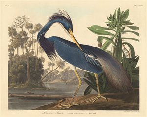 ルイジアナ ヘロン、1834 年。