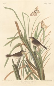 マクギリブレイのフィンチ、1837年。 作： Robert Havell