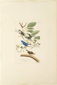 雄藍鳥 作： Robert Havell