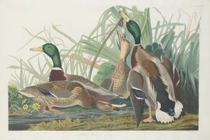 マガモ、1834年。 作： Robert Havell