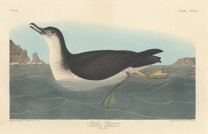 マンクス・ミズナギドリ、1836年。 作： Robert Havell