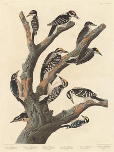 マリアのキツツキ、1838 年。
