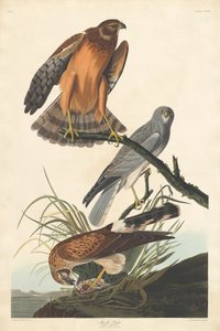 マーシュホーク、1837年。 作： Robert Havell