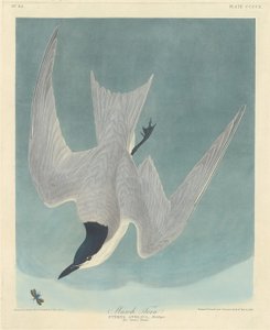 マーシュ アジサシ、1838 年。 作： Robert Havell