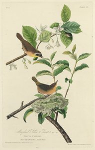 メリーランド イエロー スロート、1827 年。 作： Robert Havell