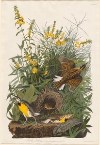 メドウ ラーク、1832 年。 作： Robert Havell