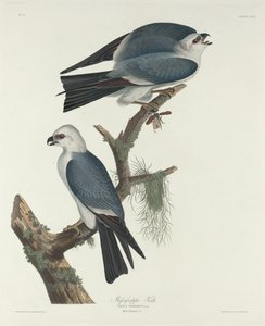 ミシシッピの凧、1831 年。 作： Robert Havell