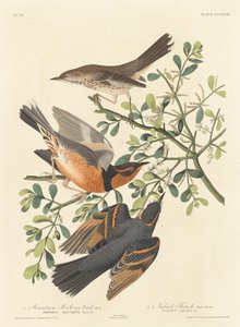 山のモッキンバードとさまざまなツグミ、1837年。 作： Robert Havell