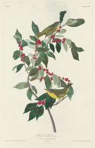 ナッシュビル ウグイス、1830 年。 作： Robert Havell