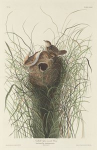ナトールのミソサザイ、1833 年。 作： Robert Havell