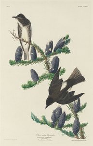 オリーブサイドのヒタキ、1833年。 作： Robert Havell
