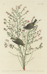 オレンジ冠ウグイス、1833 年。 作： Robert Havell