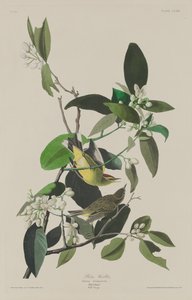 ヤシウグイス、1833年。 作： Robert Havell