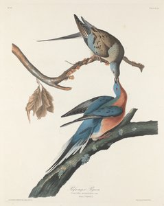 リョコウバト、1829 年。 作： Robert Havell