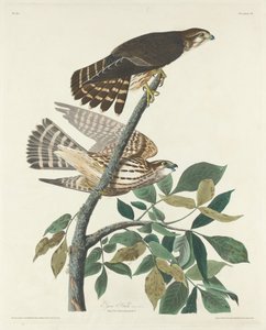 ピジョンホーク、1830年。 作： Robert Havell