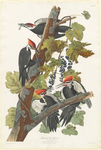 アカゲラ、1831 年。 作： Robert Havell