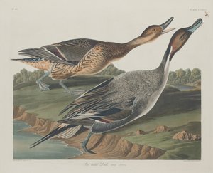 オナガガモ、1834 年。 作： Robert Havell