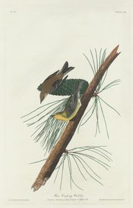 松の忍び寄るウグイス、1832 年。 作： Robert Havell