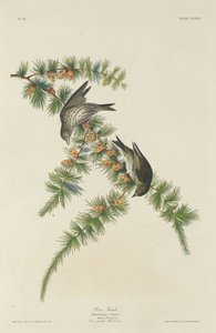 パインフィンチ、1833年。