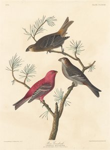 パイングロスビーク、1837年。 作： Robert Havell