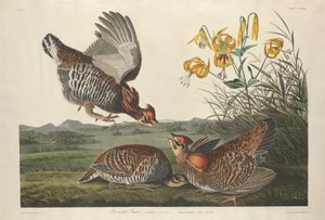 ピンナテッドグロス、1834年。 作： Robert Havell