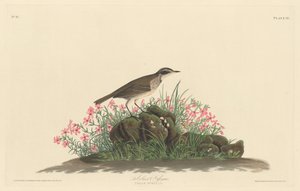 プレーリー タイトル シート、1830 年。 作： Robert Havell