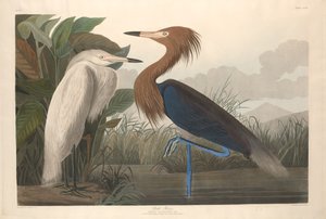 パープルヘロン、1835年。 作： Robert Havell