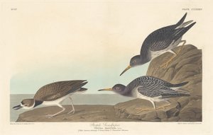 パープルサンドパイパー、1835年。 作： Robert Havell