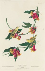 ラスボーン ウグイス、1829 年。 作： Robert Havell