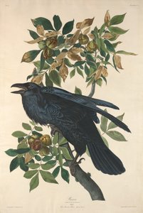 レイヴン、1831年。 作： Robert Havell