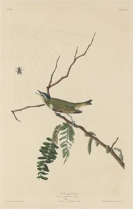 目の充血したヴィレオ、1832 年。