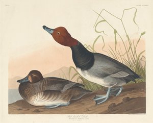 赤毛のアヒル、1836年。 作： Robert Havell