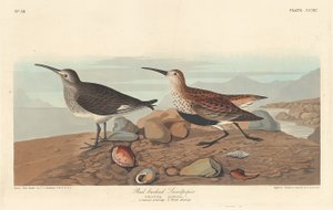 アカシギ、1836 年。 作： Robert Havell